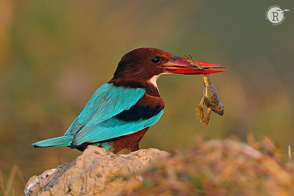 White-throated kingfisher (Halcyon smyrnensis)