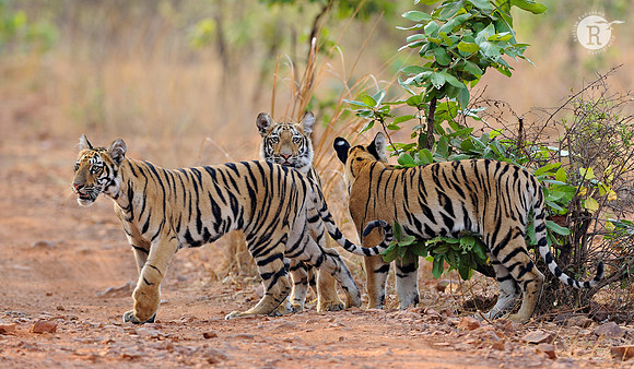 Telia-Tiger Cubs