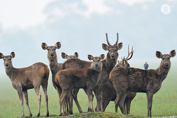 Deer family