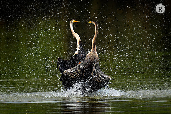 Territorial fight-Indian darter (Anhinga melanogaster)