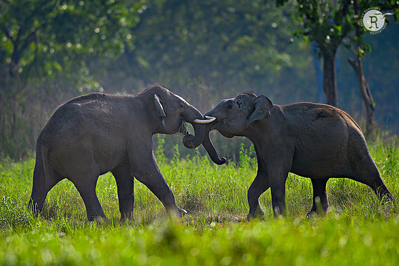 Elephant dual