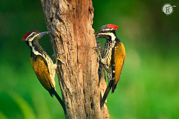 Black-rumped flameback (Dinopium benghalense)_KAZ0143