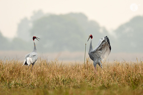 Sarus crane