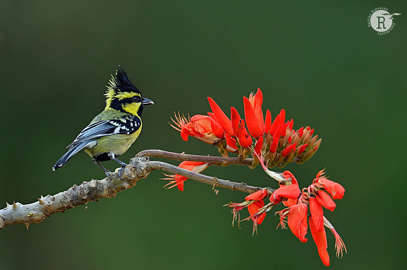 Himalayan black-lored tit (Machlolophus xanthogenys)_COR3374_01