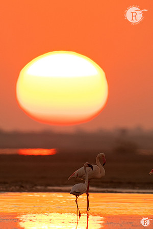 Sunset_RAD8835