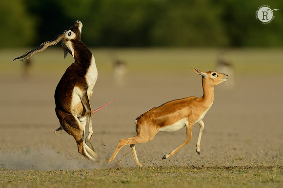 3-Blackbuck