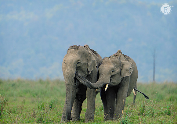 Joy of childhood -Baby Asiatic elephant (Elephas maximus)
