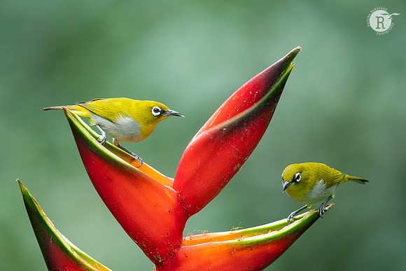 Indian white-eye (Zosterops palpebrosus)jpg