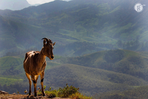 Nilgiri Tahr