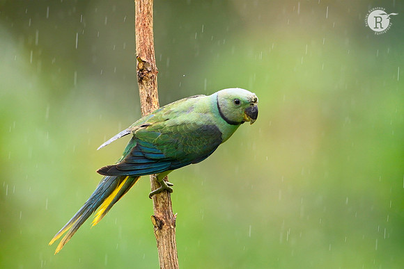 Malabar-parakeet