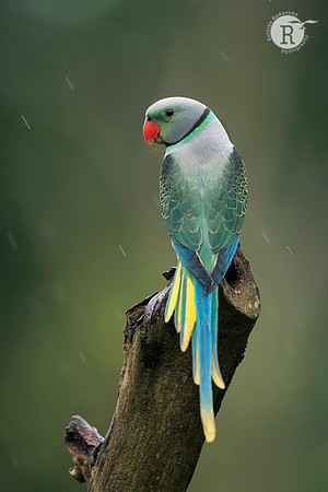 Malabar Parakeet_D557749