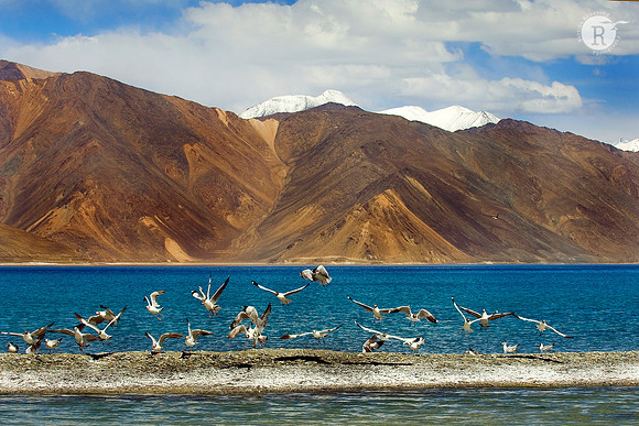 Brown-headed Gull-Ladakh