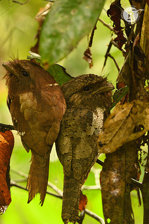Frogmouth
