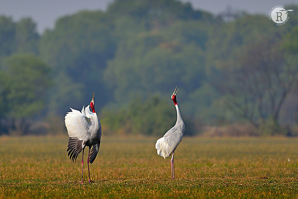 Sarus crane (Antigone antigone)