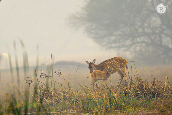 Spotted Deer
