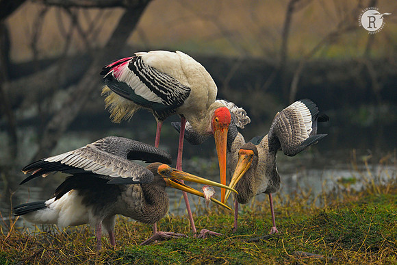 Painted stork (Mycteria leucocephala)