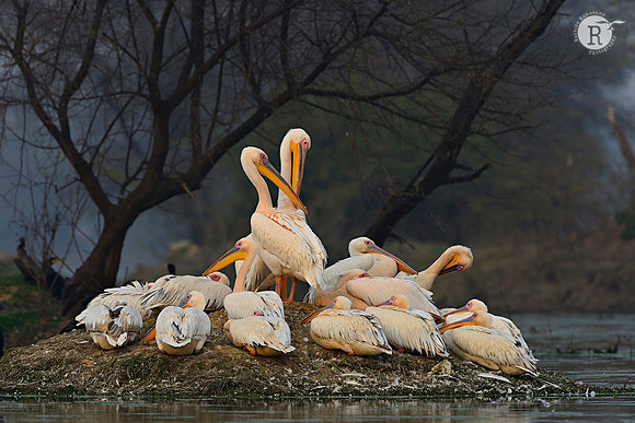 Rosy Pelican