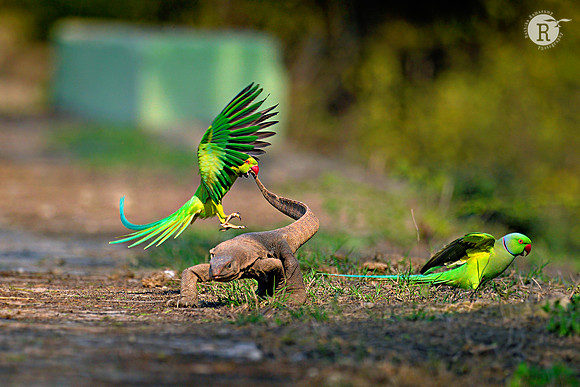 Rose ringed parakeet-Monitor lizard