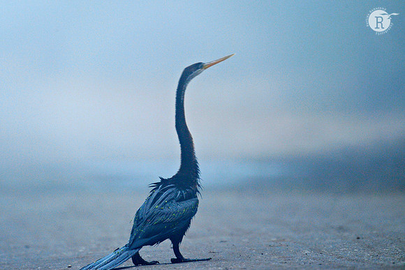 Indian darter (Anhinga melanogaster ) i_D4R7859