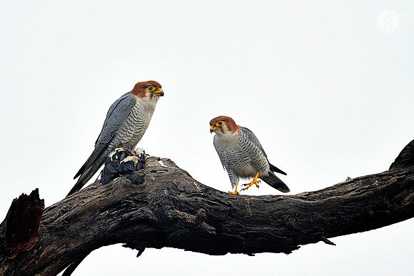Red-necked falcon(Falco chicquera)_D4S5585
