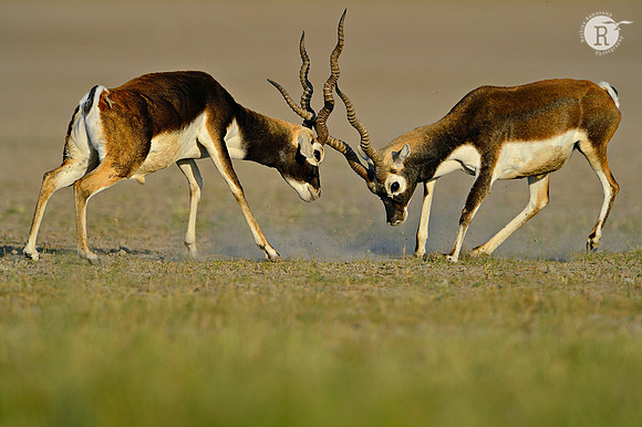 Blackbuck Duelling