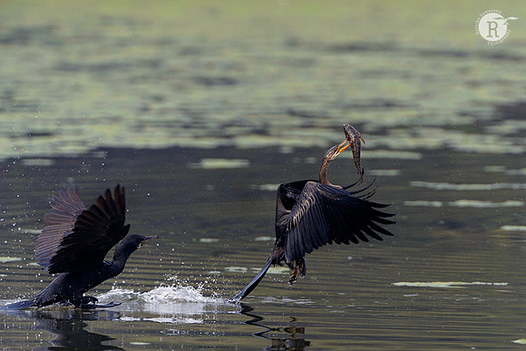Cormarant chasing Darter
