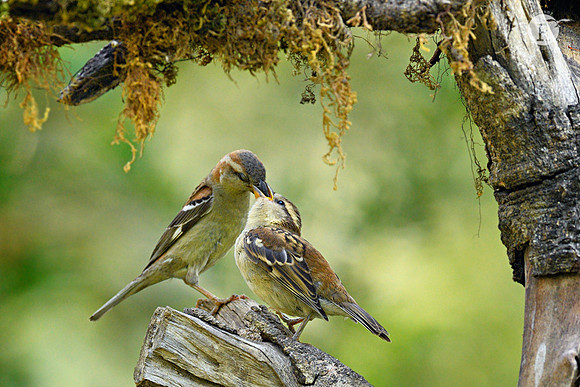 Russet Sparrow (Passer rutilans)_D555623