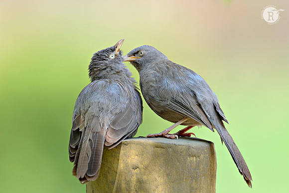 Jungle Babbler (Argya striata)