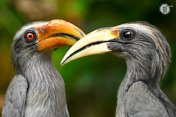 Malabar gray hornbill (Ocyceros griseus)
