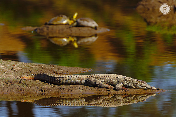 Crocodile-Sunbath
