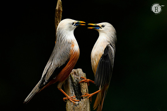Malabar Starling (Blyth's Starling)