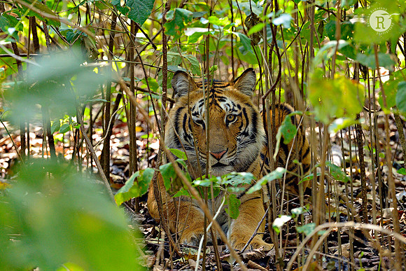 Tiger-Corbett