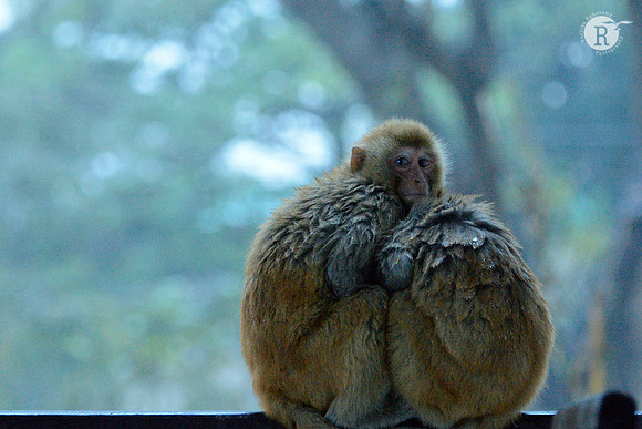 Rhesus macaque (Macaca mulatta)