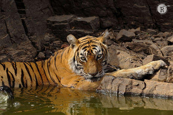 Tigeress-Ranthampore