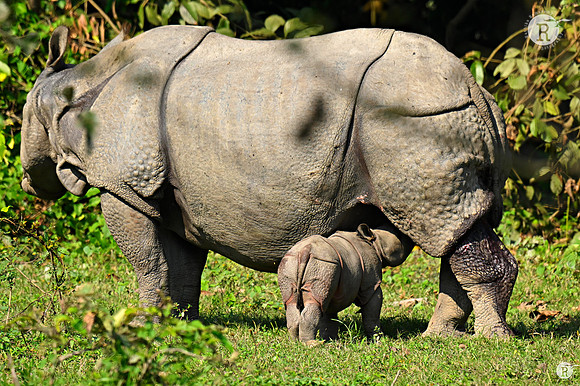 Greater one-horned rhino_KAZ3844