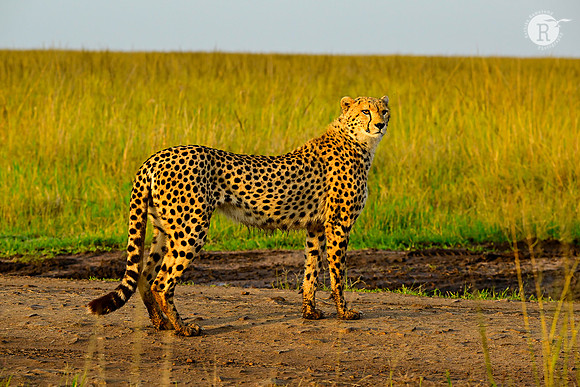 Cheetah_MAR0715