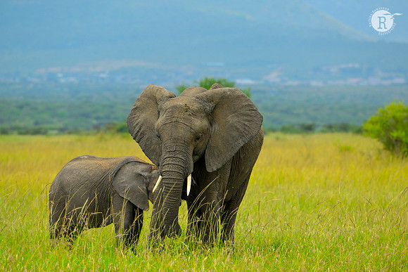 Mother-Baby Eelphant_MAR0385