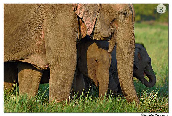 Baby elephant_D4S29081