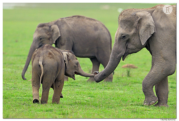 Asian elephant (Elephas maximus)_D4S8616