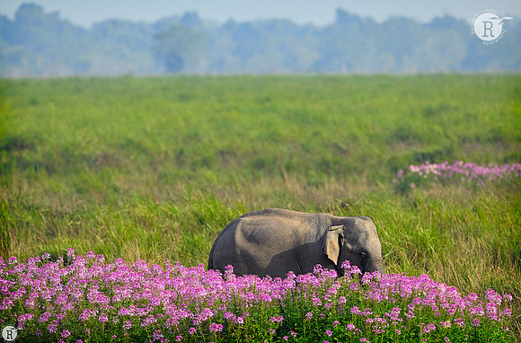 Ele Baby_DSC7485
