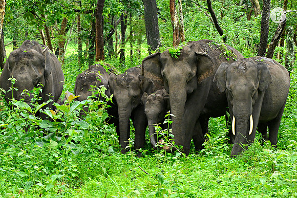 Elephant family_MNR0167