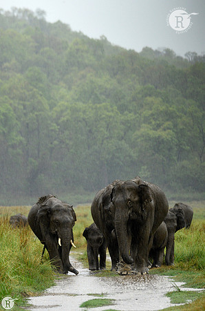 Elephant intherain_D556353