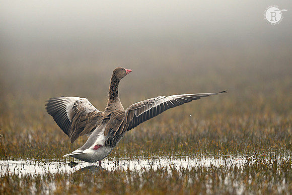 Greylag goose (Anser anser)_D4S4960