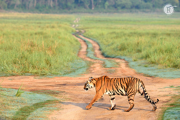Tiger-Corbett_D4S0701