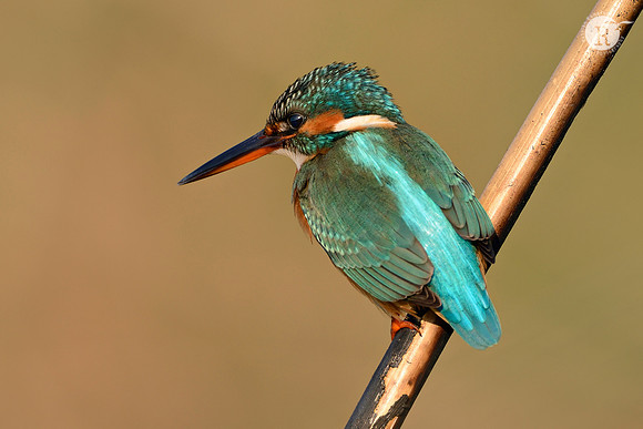 Common kingfisher (Alcedo atthis)