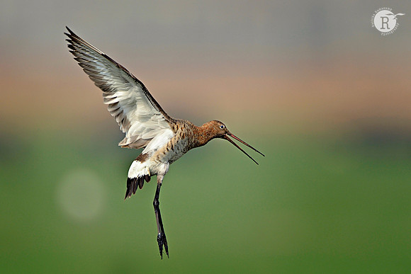 Black-tailed Godwit (Limosa limosa)