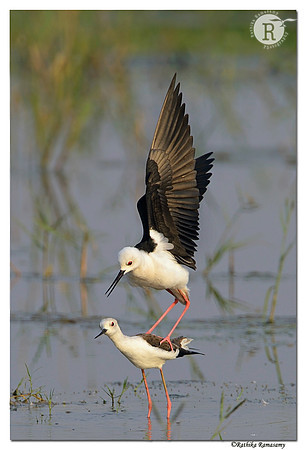 Black-winged Stilt (Himantopus himantopus)_D4R1402