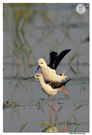 Black-winged Stilt (Himantopus himantopus)_D4R1409
