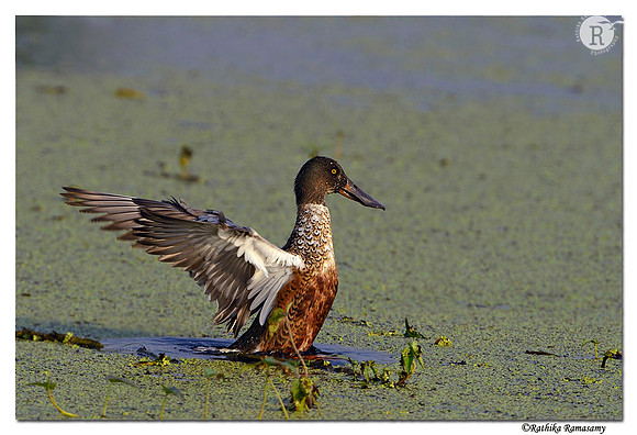 Northern Shoveler (Anas clypeata)_D4R1461