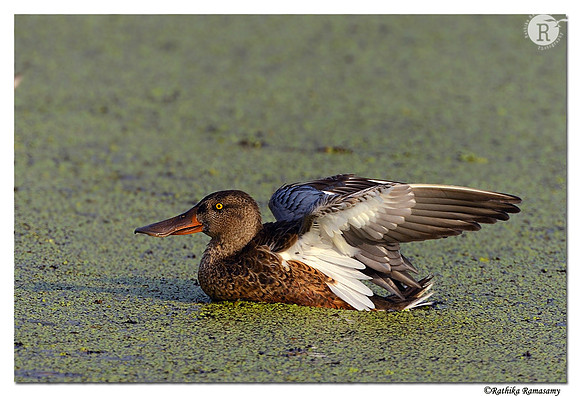 Northern Shoveler (Anas clypeata)_D4R1492
